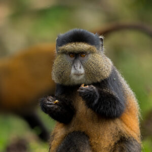 Golden Monkey Trekking