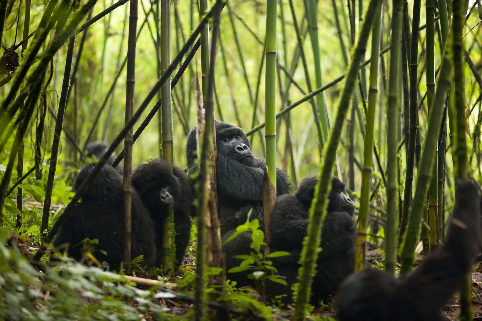 Gorilla Trekking Safari planning