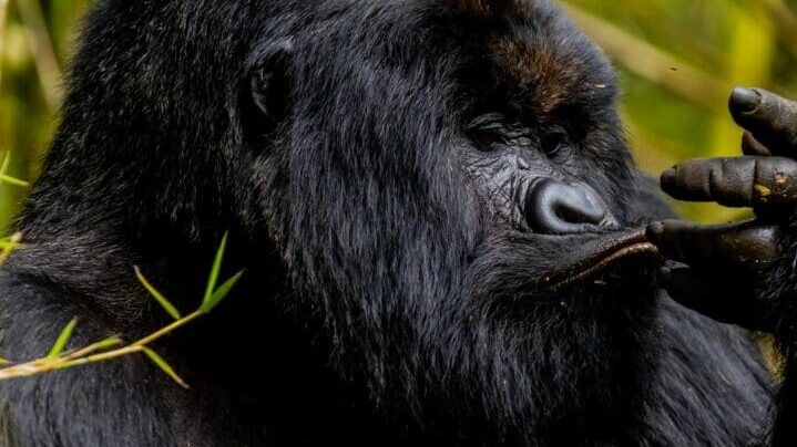 Ultimate Guide to Gorilla Trekking Safari in Rwanda