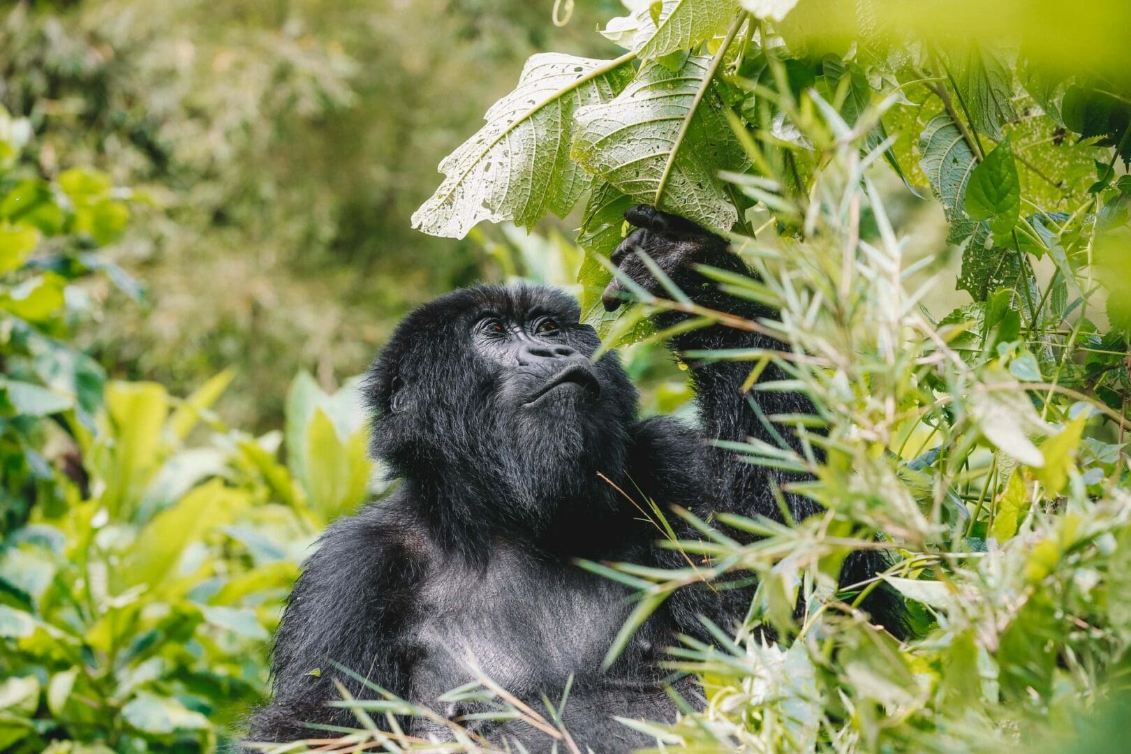 What to know about Mountain Gorillas Daily lives
