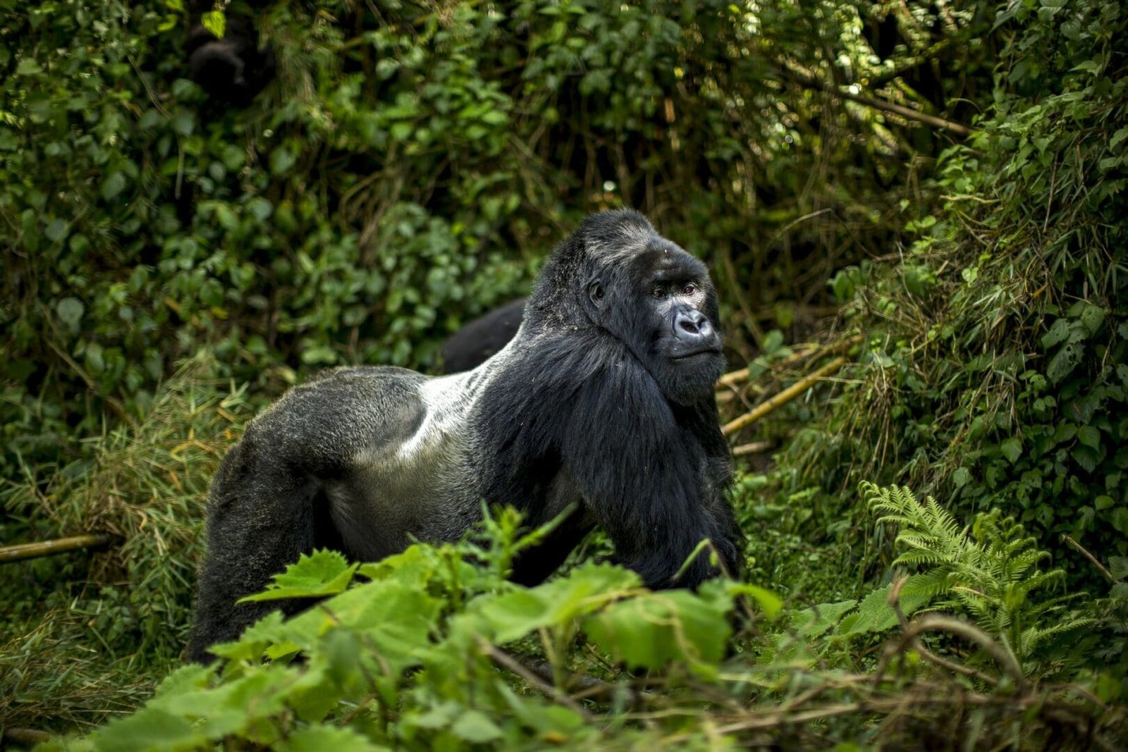 Hope Tours Africa - Gorilla Trekking Hope Tours Africa - Gorilla ...